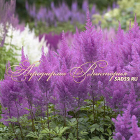 Астильба Лавандовая Астильба Лавандовая